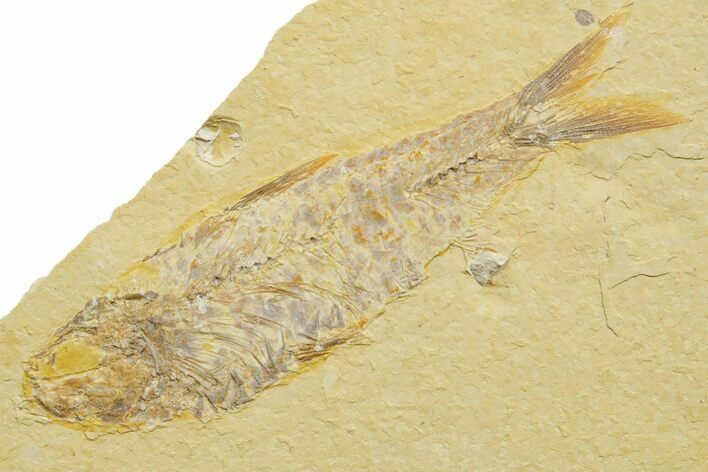 Detailed Fossil Fish (Knightia) - Wyoming #363866